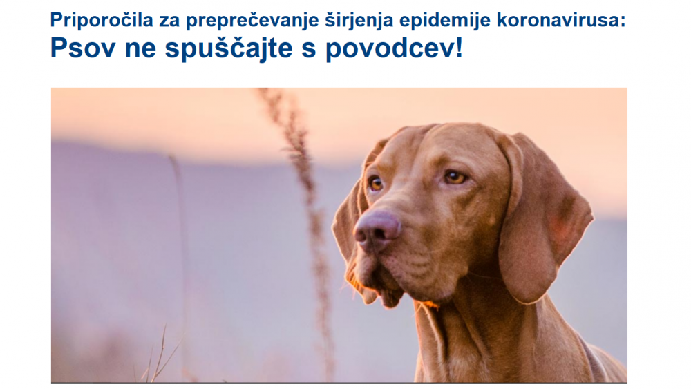 Priporočila slovenskih veterinarjev za ravnanje s hišnimi ljubljenčki 
