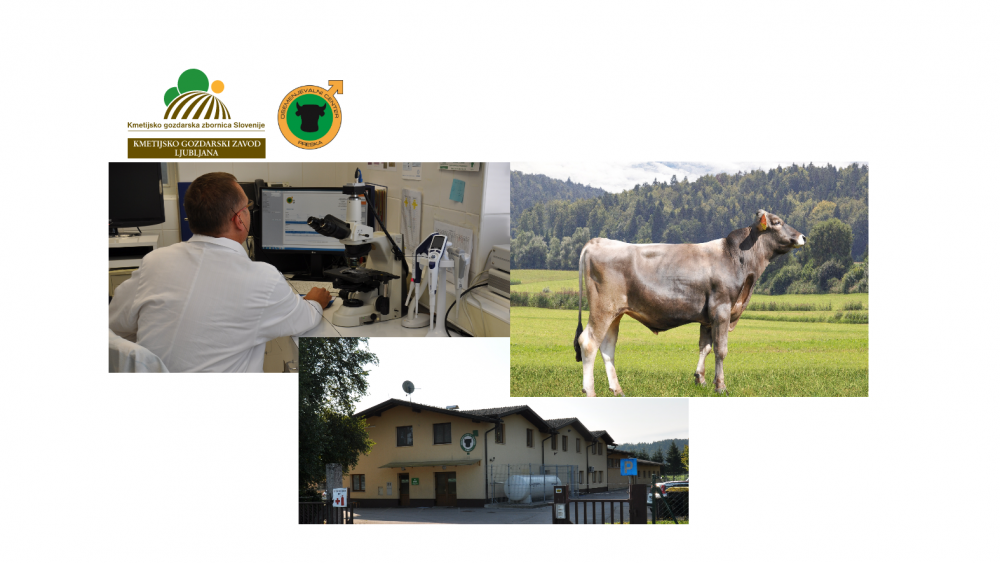 Predstavitev bikov za osemenjevanje za leto 2021 in novosti v izvajanju rejskih programov v organizaciji Osemenjevalnega centra Preska, KGZS-Zavod LJ