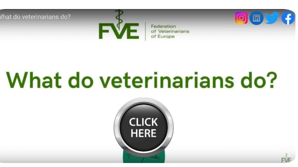 FVE video: What do veterinarians do?