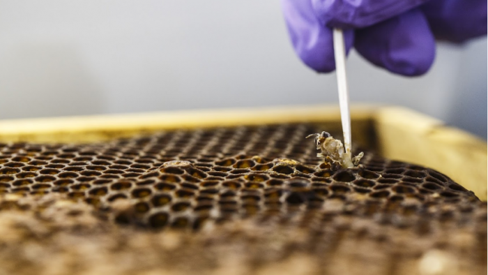 Zbiranje prijav za ustanovitveno skupino kliničnih specialistov s področja zdravstvenega varstva čebel 
